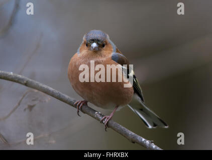 Männlicher Buchfink (Fringilla coelebs) bei Blashford Lakes in Hampshire, England, Großbritannien Stockfoto