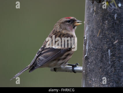 Lesser Redpoll (Carduelis Cabaret) in Blashford Lakes in Hampshire, England, Großbritannien Stockfoto