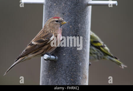 Lesser Redpoll (Carduelis Cabaret) auf Saatgutfutterhäuschen an den Blashford Lakes in Hampshire, England, Großbritannien Stockfoto