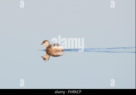 Kleiner Zwergtaucher (Tachybaptus ruficollis) an den Blashford Lakes in Hampshire, England, Großbritannien Stockfoto