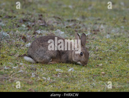 Rabbit Oryctolagus cuniculus grasen auf Gras in England, Großbritannien Stockfoto