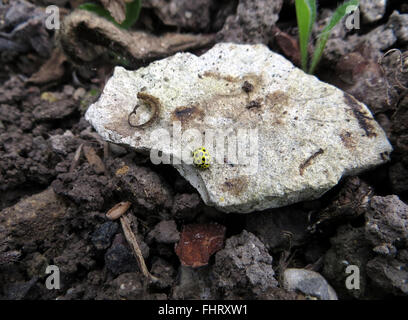 22-Spot Ladybird (Psyllobora Vigintiduopunctata) auf einem kalkhaltigen Stein auf Kreide Boden Stockfoto