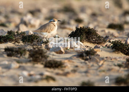 Cremefarbene Renner, (Cursorius Cursor), Erwachsener, ab, Kanarische Inseln, Spanien. Stockfoto