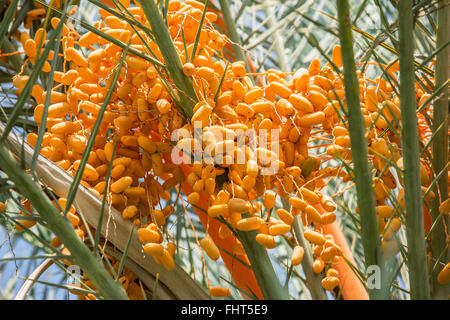 Datum Früchte auf dem Baum. Close-up. Stockfoto