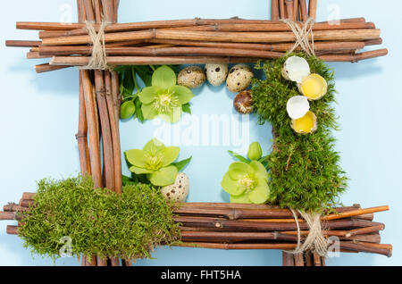 Ostern-Rahmen mit zwei rohen und fünf gekochte Wachteleier und drei Nieswurz Blumen Stockfoto
