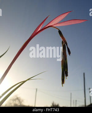 Der Blütenstand der Queen es Tränen (Billbergia Nutans) Pflanze vor blauem Himmel mit Sonnenstrahlen vom aufgehenden Sonne hautnah Stockfoto