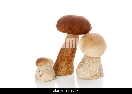 Essbare Steinpilzen. Stockfoto