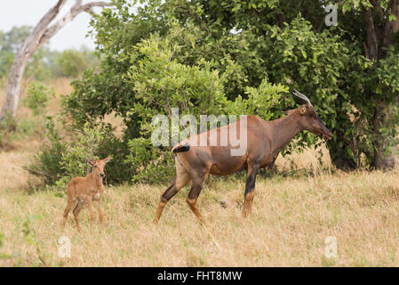 Kudus (Damaliscus Lunatus) Mutter und Kalb, Chobe Nationalpark, Botswana Stockfoto