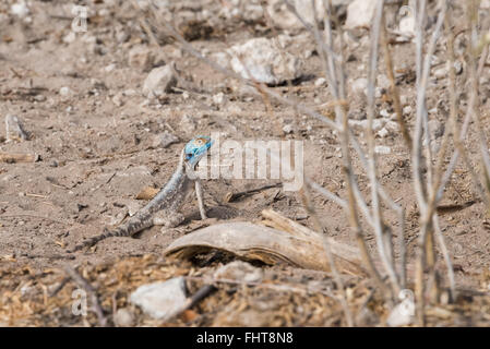 Southern Rock Agama (Agama Atra) stehend auf Sand, Etosha Nationalpark, Namibia Stockfoto