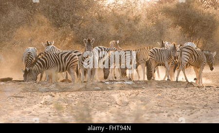 Gruppe von Erwachsenen und jungen Ebenen Zebra (Equus Quagga) am Wasserloch, Namibia Stockfoto