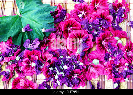 Frische und getrocknete Malve (Malve Silvestrys) Blume Stockfoto