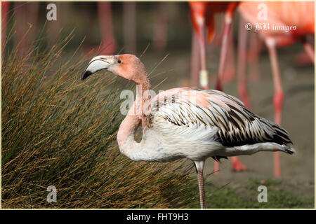 Juvenile Karibik Flamingo (Phoenicopterus Ruber) Stockfoto