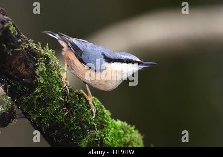 Ein Kleiber auf einem moosigen überdachte Ast UK Stockfoto