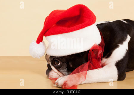 Französische Bulldogge. Stockfoto