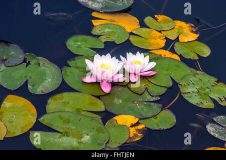 Nahaufnahme von den Seerosen-Teich Stockfoto