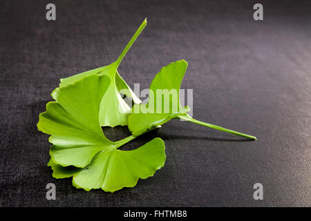 Ginkgo Blätter. Stockfoto