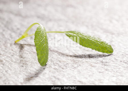 Salbeiblätter Detail. Stockfoto