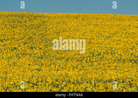 Feld von Sonnenblumen in voller Blüte an einem klaren Sommertag. Stockfoto