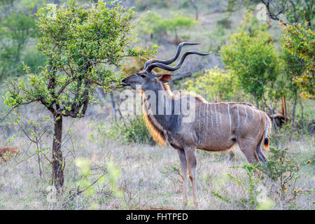 Große Kudu; Specie Tragelaphus Strepsiceros Familie der Horntiere Kruger National Park, Südafrika Stockfoto