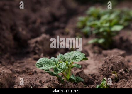 Junge Kartoffeln auf Bodenbedeckung. Pflanze-Nahaufnahme Stockfoto