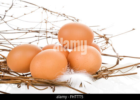 Eiern im Nest. Stockfoto