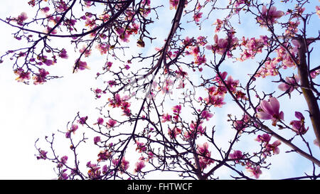 London, UK, 26. Februar 2016 - Kirschblüten blühen auf einem Baum in einem Park in Nord-London zu beginnen, nach einem warmen Winter Natur ist die Anzeichen für die Ankunft des Frühlings. Bildnachweis: Dinendra Haria/Alamy Live-Nachrichten Stockfoto