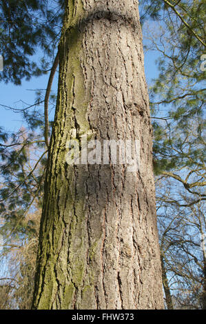 Pinus Strobus, Eastern White Pine Stockfoto