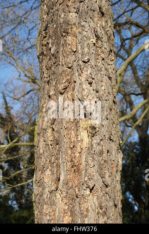 Pinus Cembra, Zirbe Stockfoto