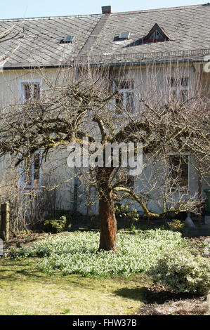 Leucojum Vernum, Schneeflocke Stockfoto