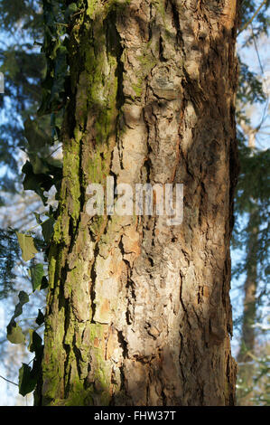 Tsuga Canadensis, kanadische hemock Stockfoto