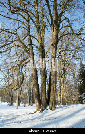 Aesculus Hippocastanum, Rosskastanie Stockfoto