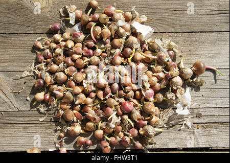 Allium Sativum, Knoblauch, Zwiebeln Stockfoto