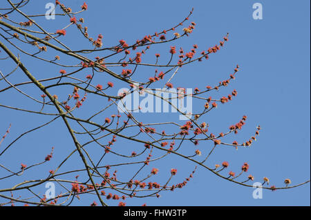 Acer Saccharinum, Silver maple Stockfoto