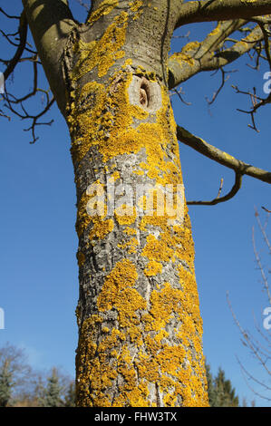 Flechten auf Baumstamm Stockfoto