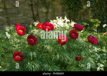 Paeonia Tenuifolia, Farn-Blatt Pfingstrose Stockfoto