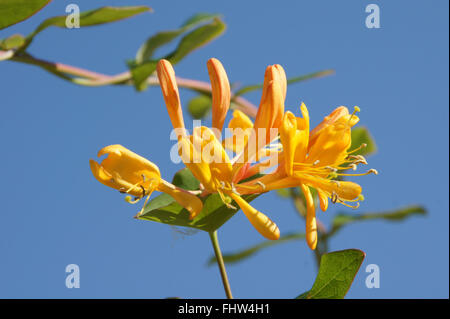 Lonicera Tellmanniana, Tellmanns Geißblatt Stockfoto