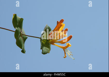 Lonicera Tellmanniana, Tellmanns Geißblatt Stockfoto