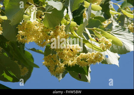 Tilia Tomentosa, Silber Kalk Stockfoto