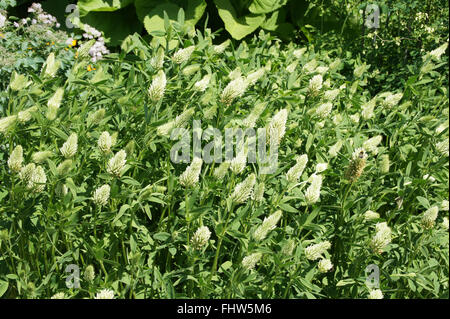 Trifolium Pannonicum, ungarischer Klee Stockfoto