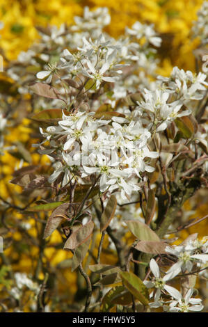 Amelanchier Canadensis, Shad Busch Stockfoto