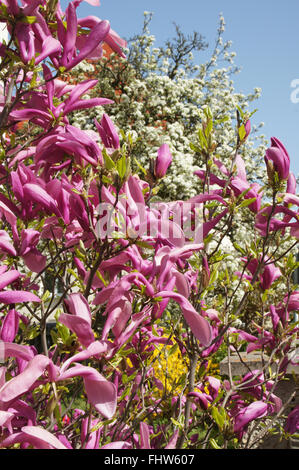 Magnolia Liliiflora, lila magnolia Stockfoto