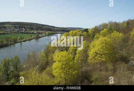 Acer Platanoides, Spitzahorn Stockfoto