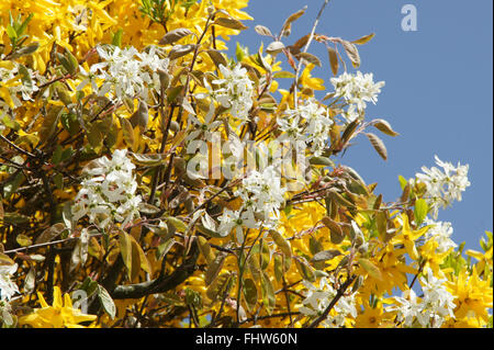 Amelanchier Canadensis, Shad Busch Stockfoto