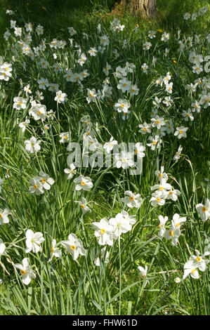 Narcissus Poeticus, Dichter Narzisse Stockfoto