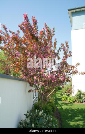 Malus X moerlandsii, Crab apple Stockfoto