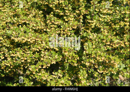 Berberis Thunbergii, japanische Berberitze Stockfoto