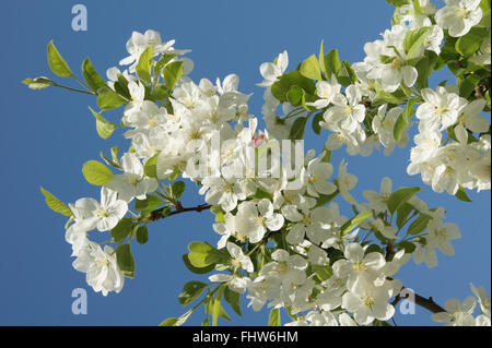 Malus Hybride, Crab apple Stockfoto