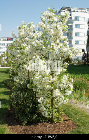 Malus Hybride, Crab apple Stockfoto
