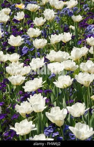 Tulipa weiß bleiben, Lily blühende Tulpe Stockfoto