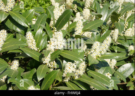 Prunus Laurocerasus, Lorbeer-Kirsche Stockfoto